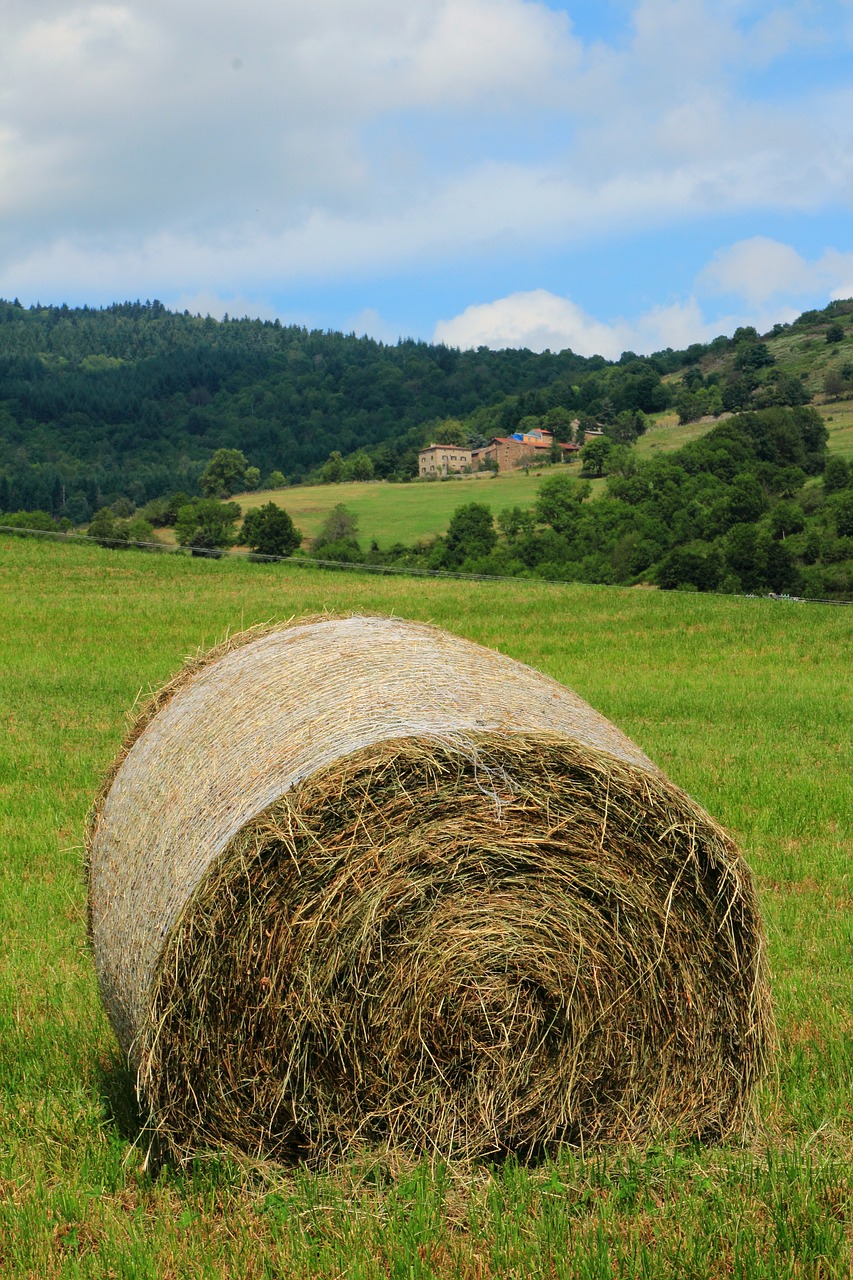 nature hay pre free photo