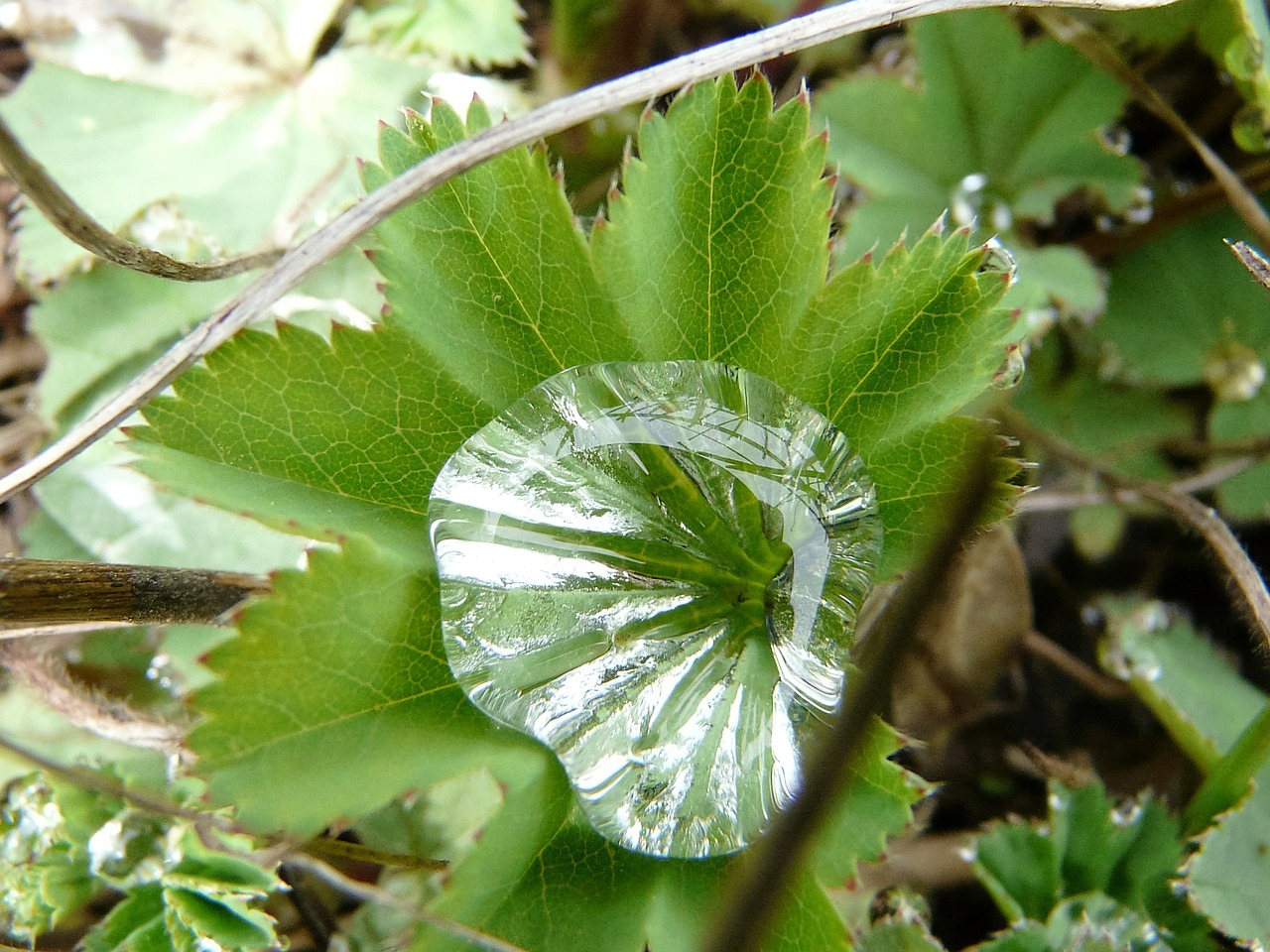 nature plant green free photo