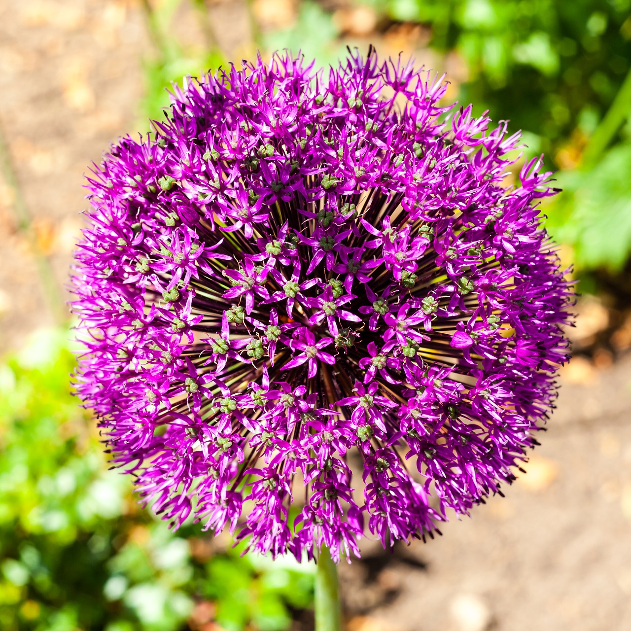 nature flower purple free photo