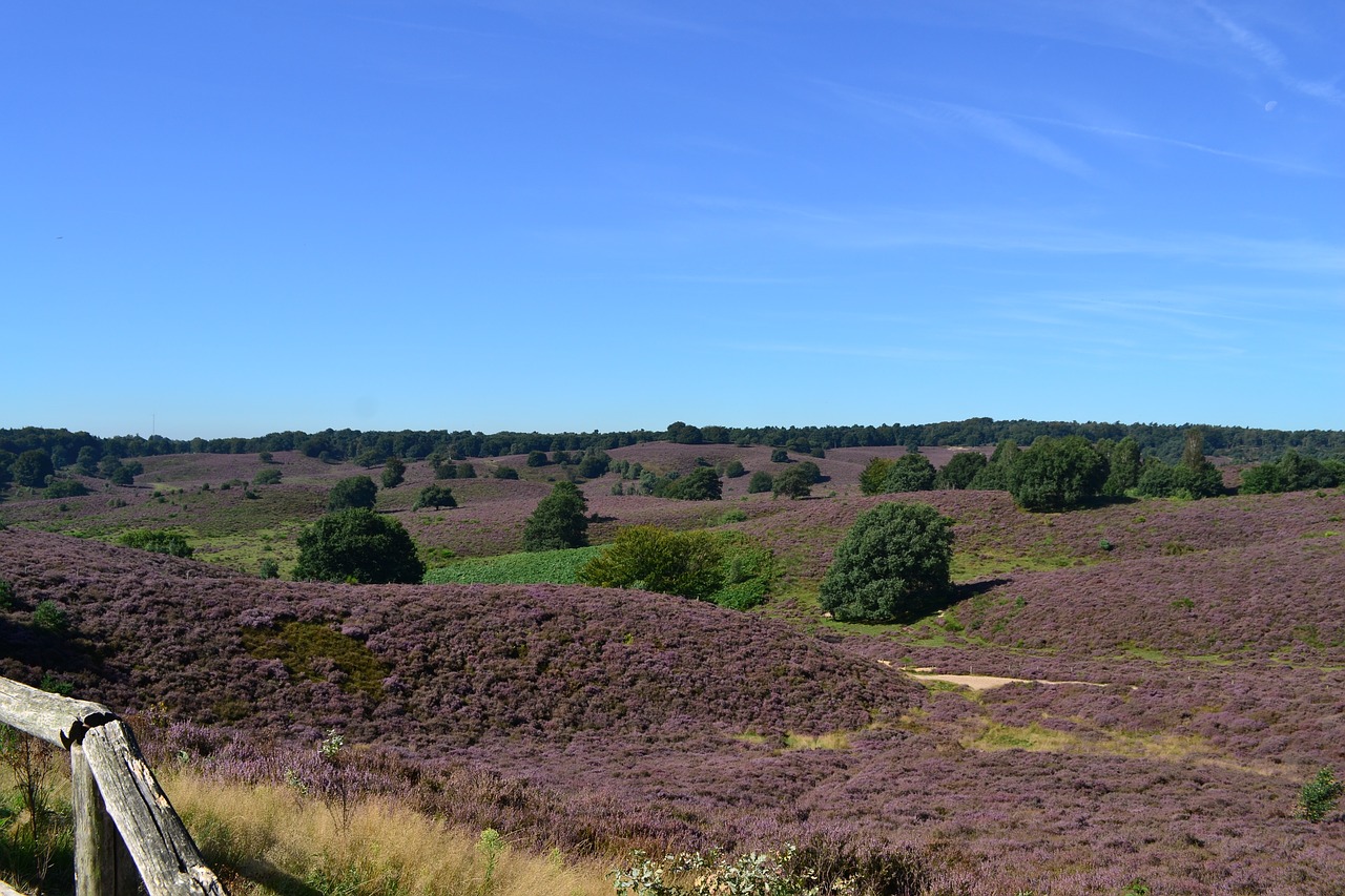 nature landscape heide free photo