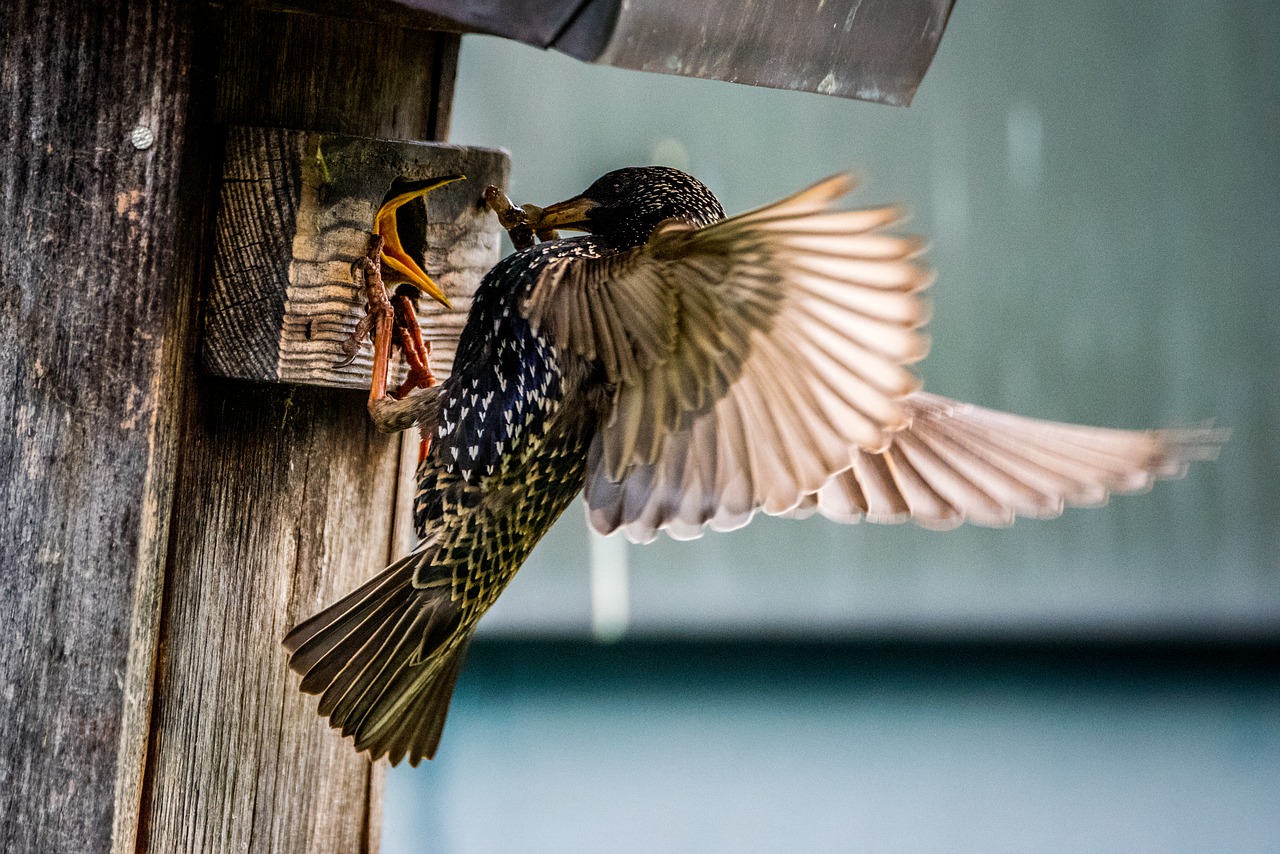 nature star bird free photo