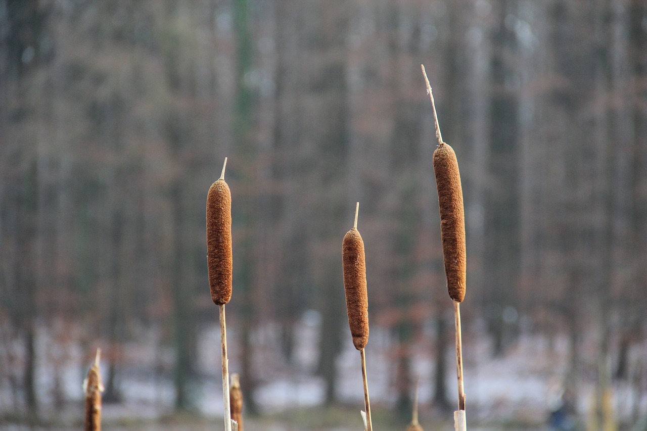 nature nature reed landscape free photo