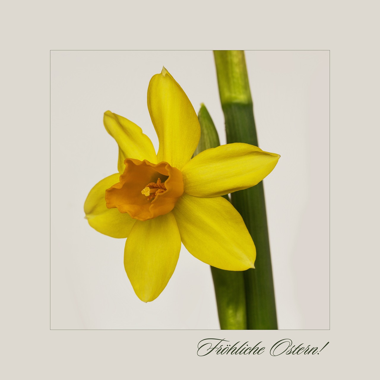 nature flowers daffodil free photo