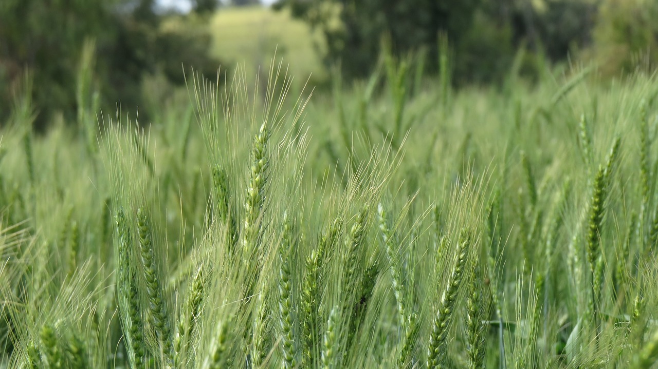 nature grass green free photo