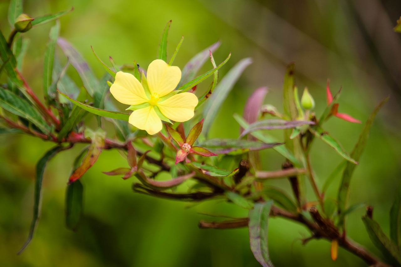 nature australia flower free photo