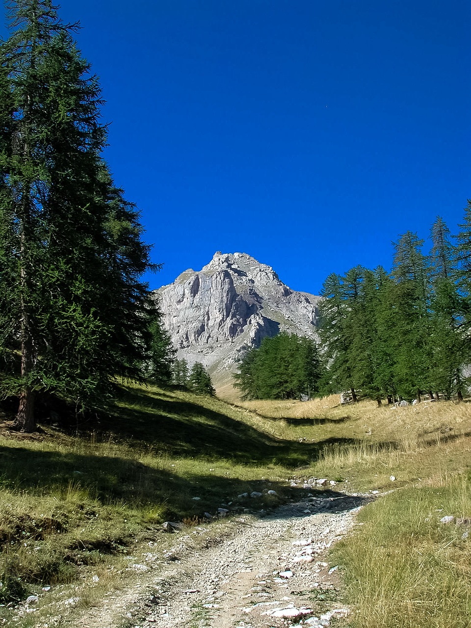 nature path hiking free photo