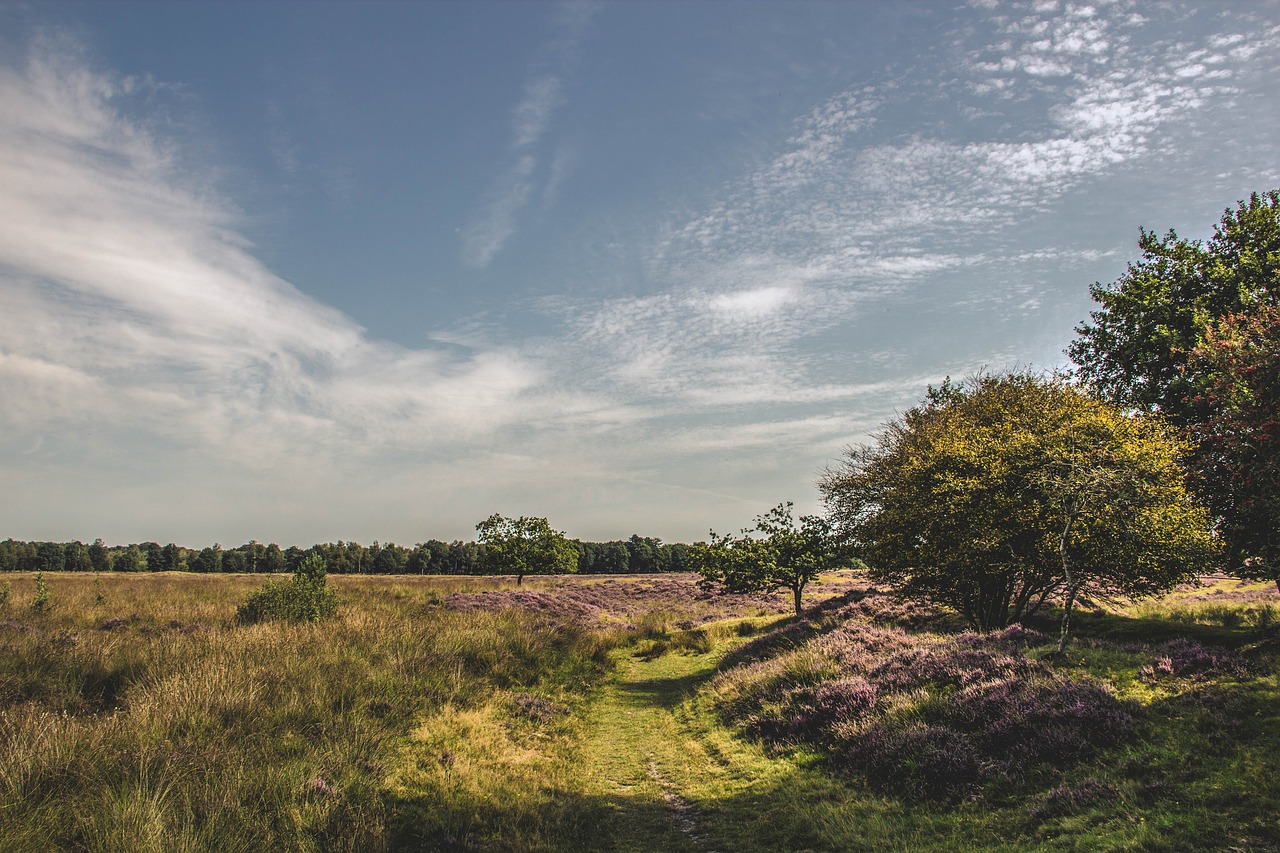 nature landscape field free photo