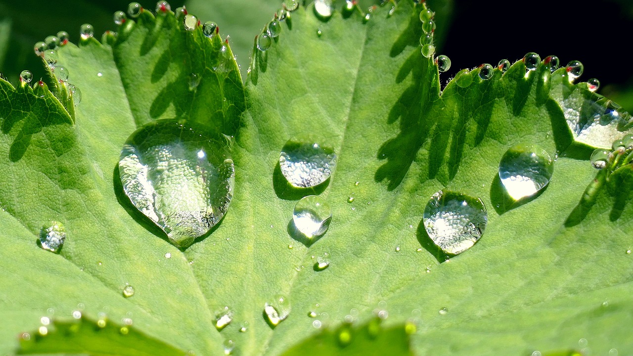 nature leaf raindrop free photo