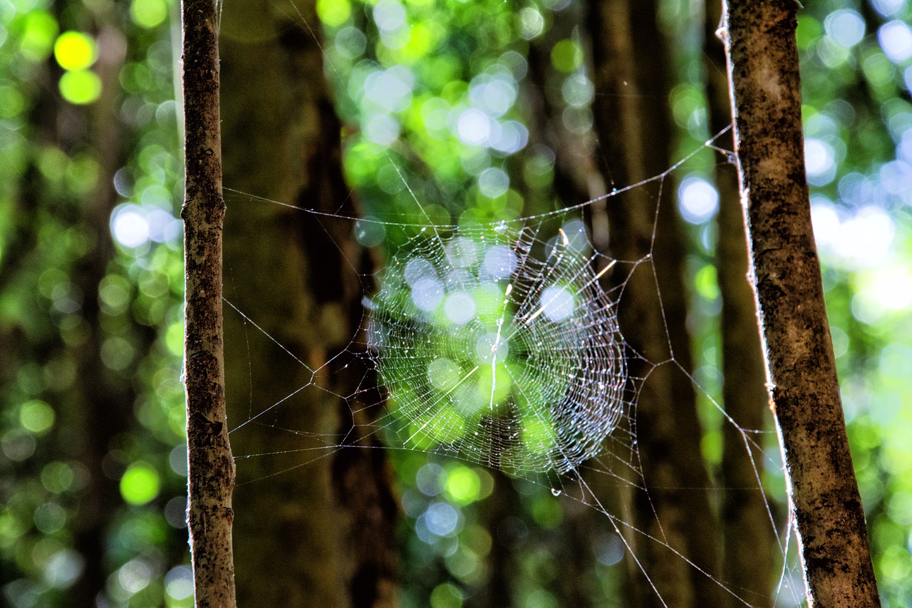 nature green web free photo