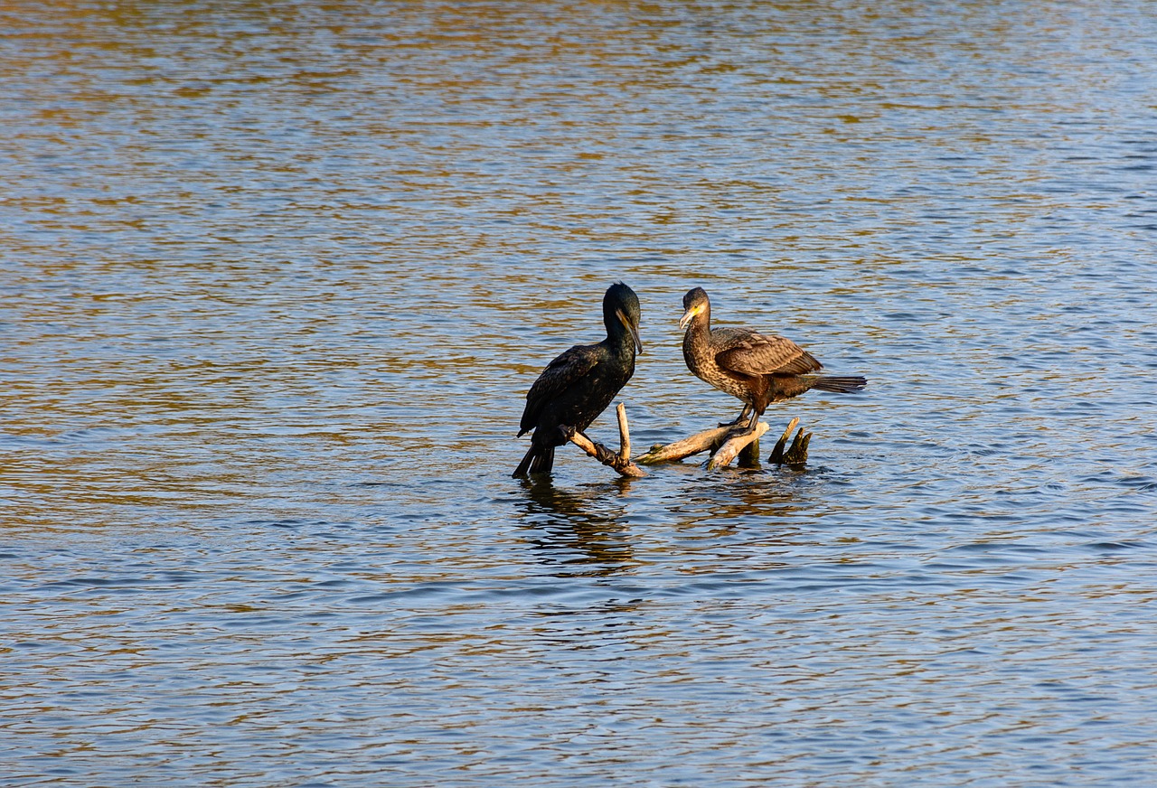 nature ducks birds free photo