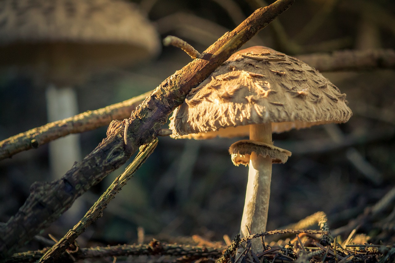 nature mushroom forest free photo