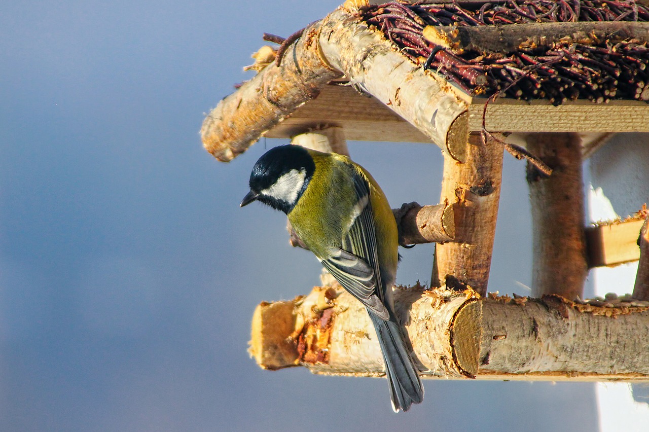 nature birds great tit free photo