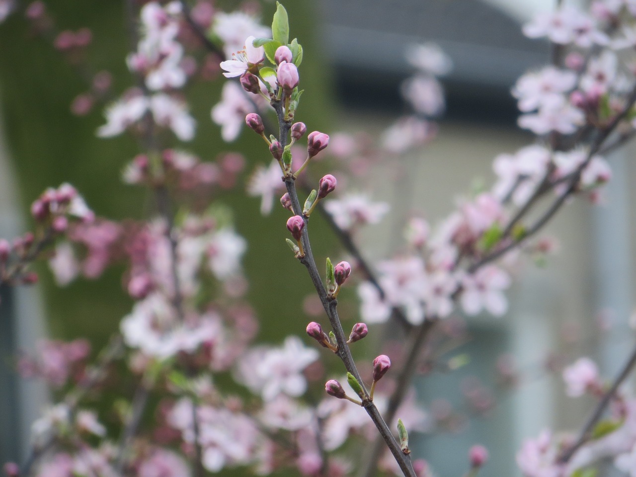 nature flowers rest free photo