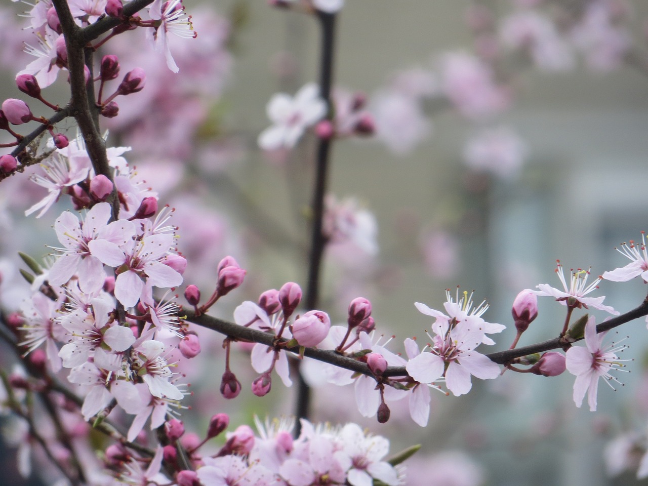 nature flowers rest free photo