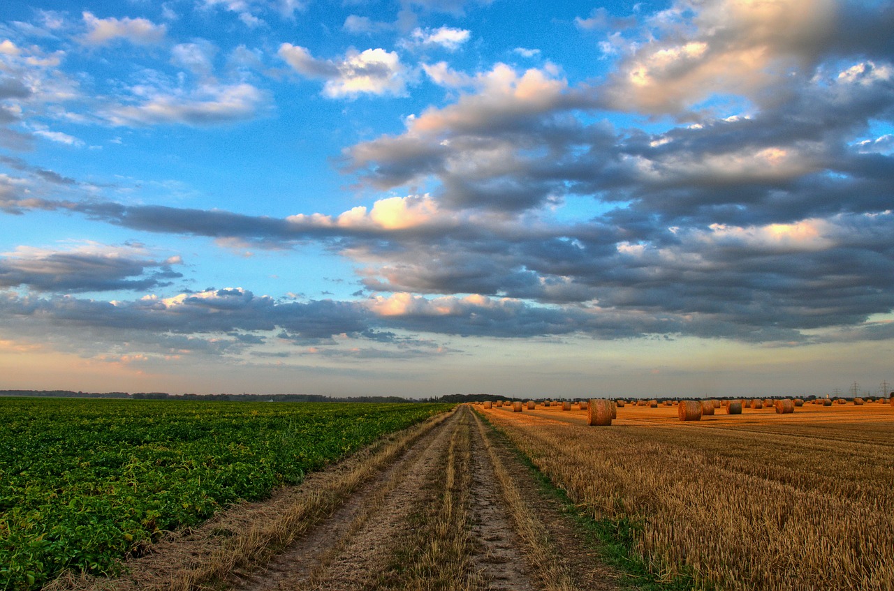 nature landscape field free photo