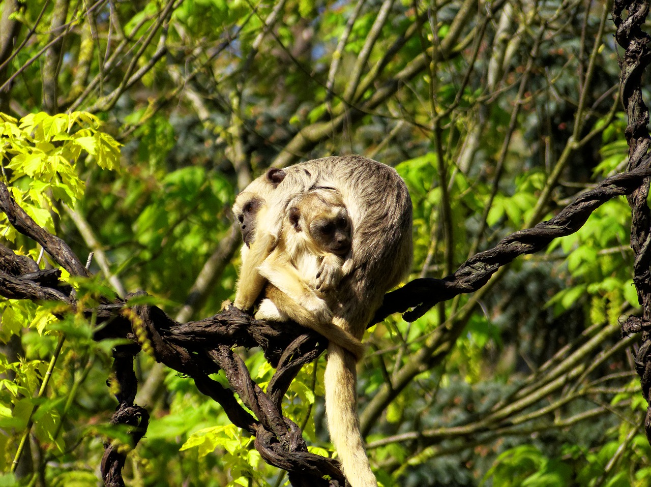 nature wild animal monkey free photo