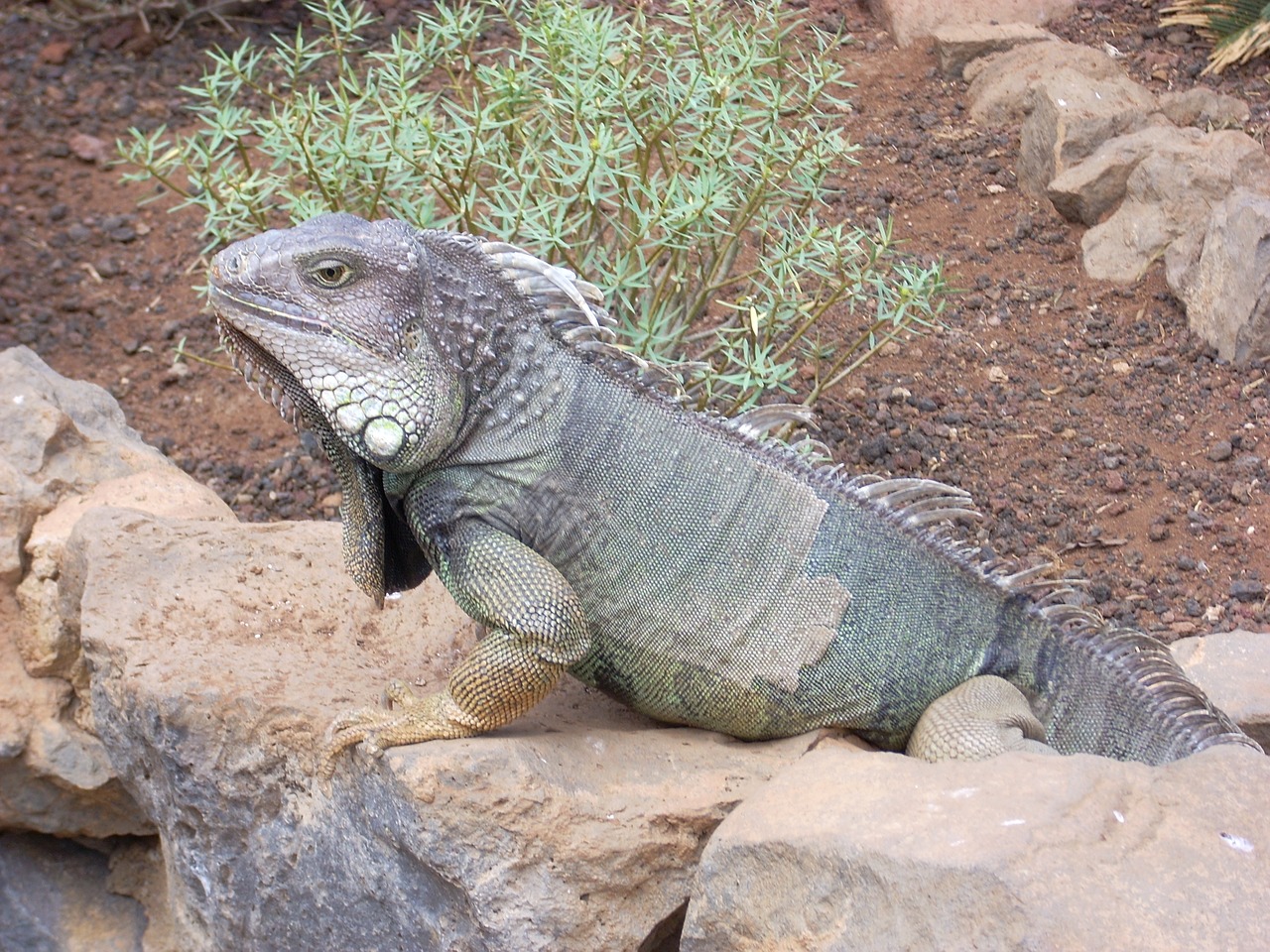 nature iguana reptile free photo