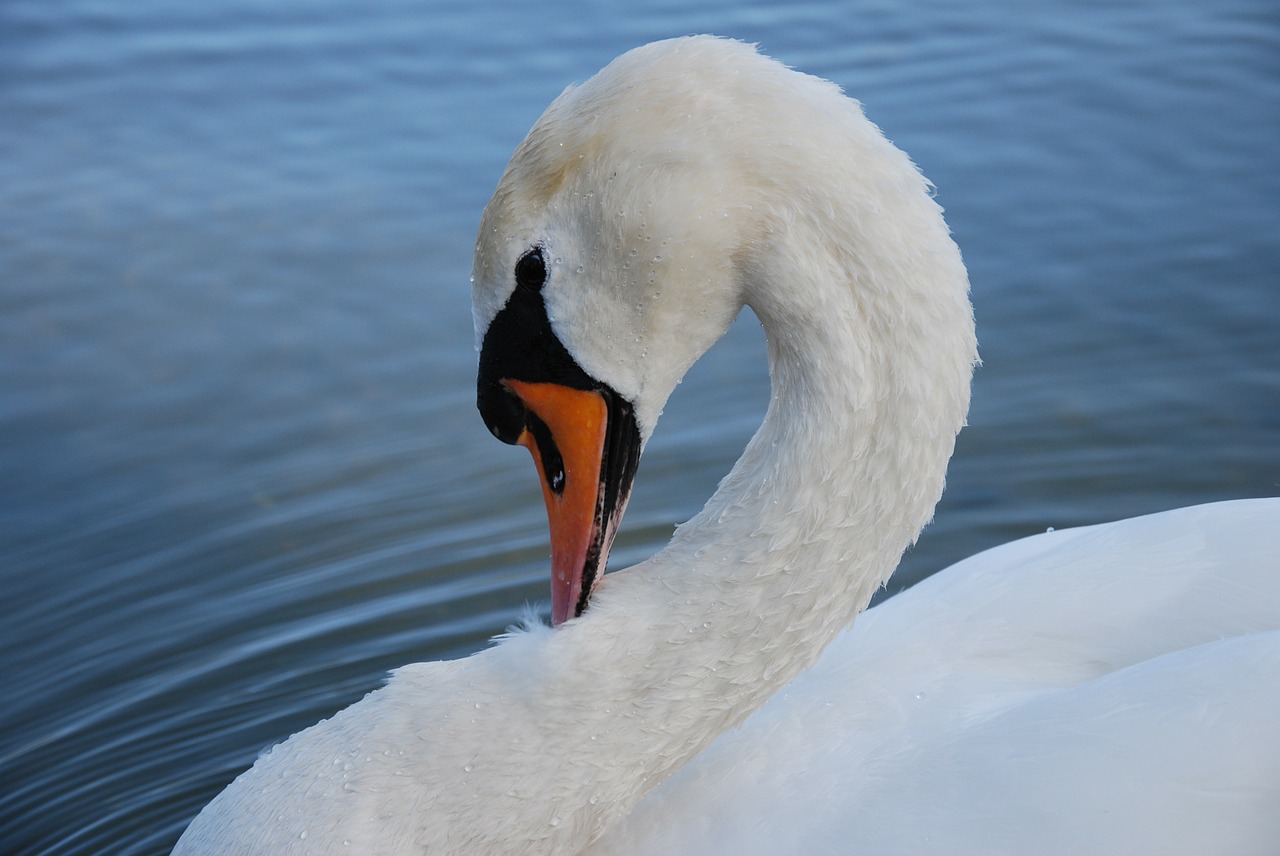 nature animals swan free photo