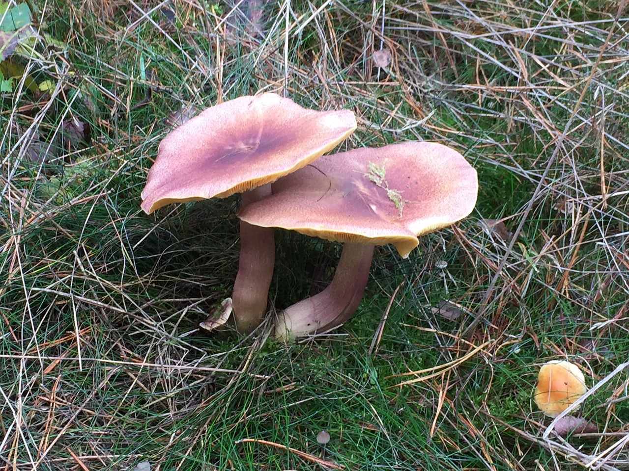 nature mushroom autumn free photo