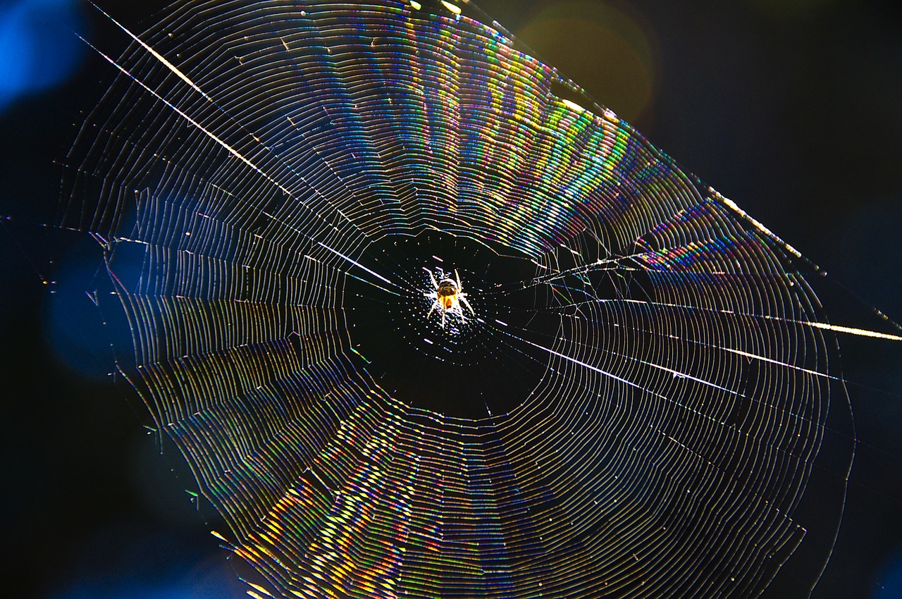 nature sunlight spider web free photo