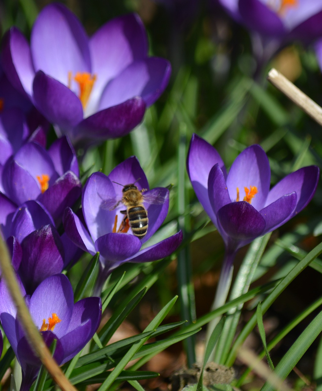 nature plant crocus free photo