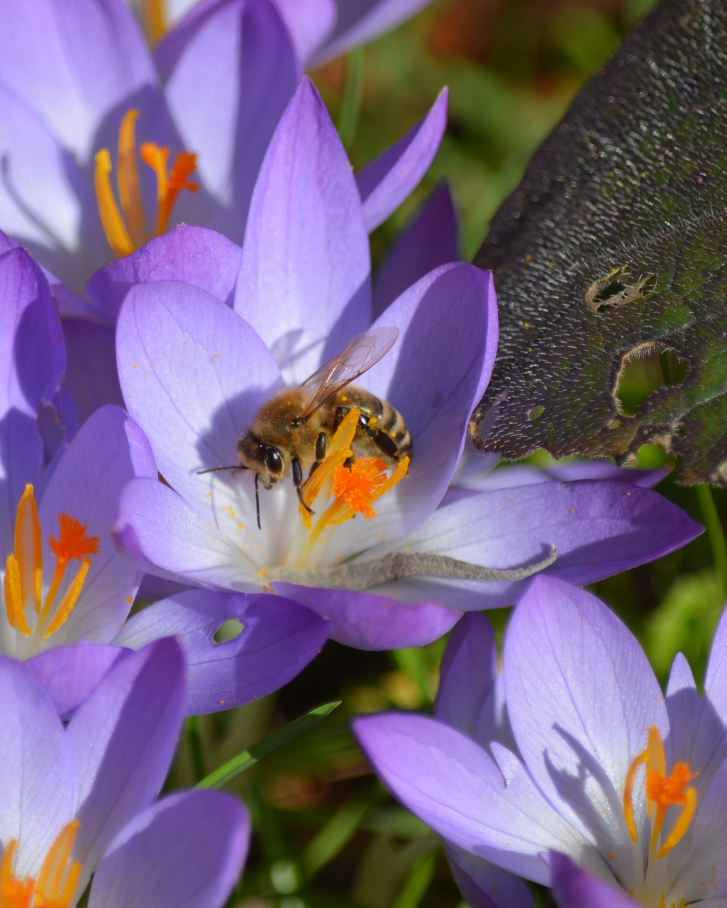 nature plant crocus free photo