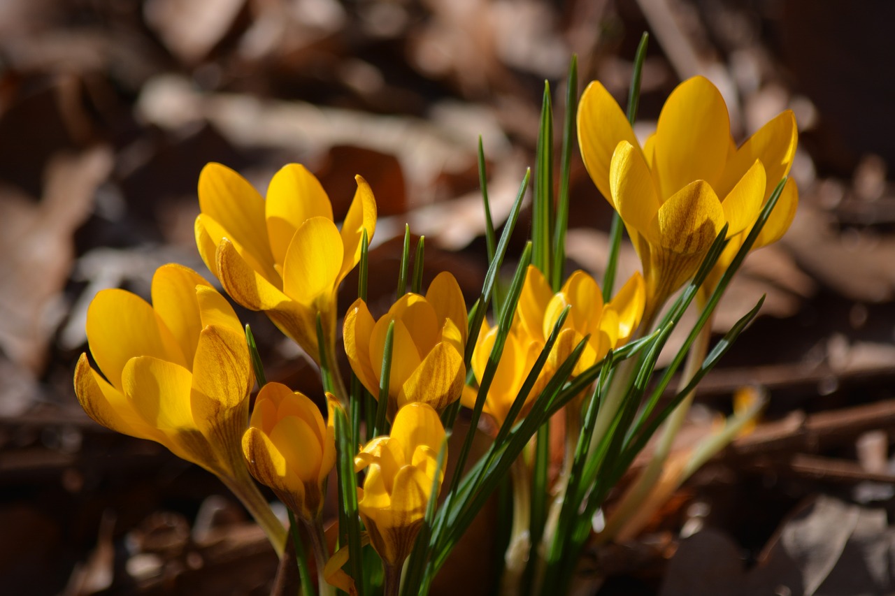 nature plant crocus free photo