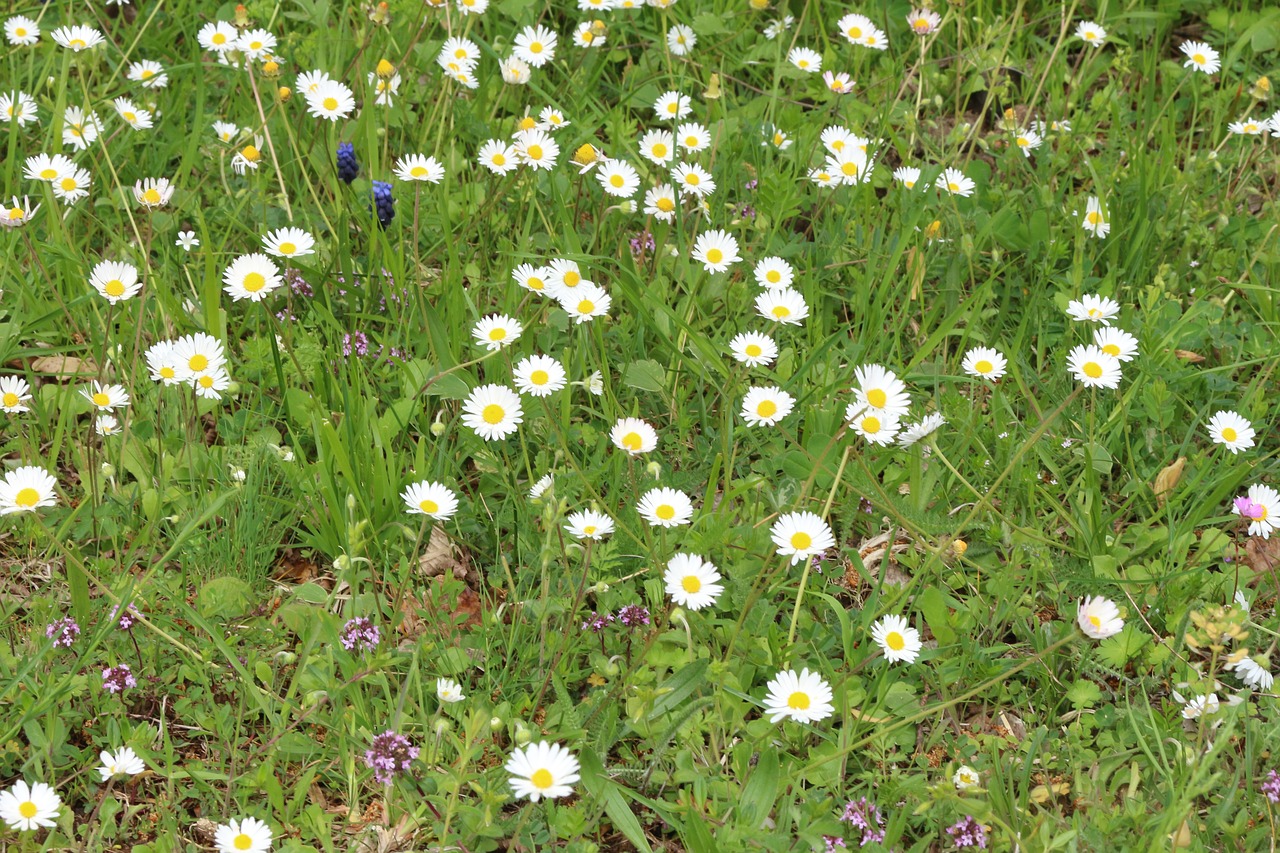 nature green flowers free photo