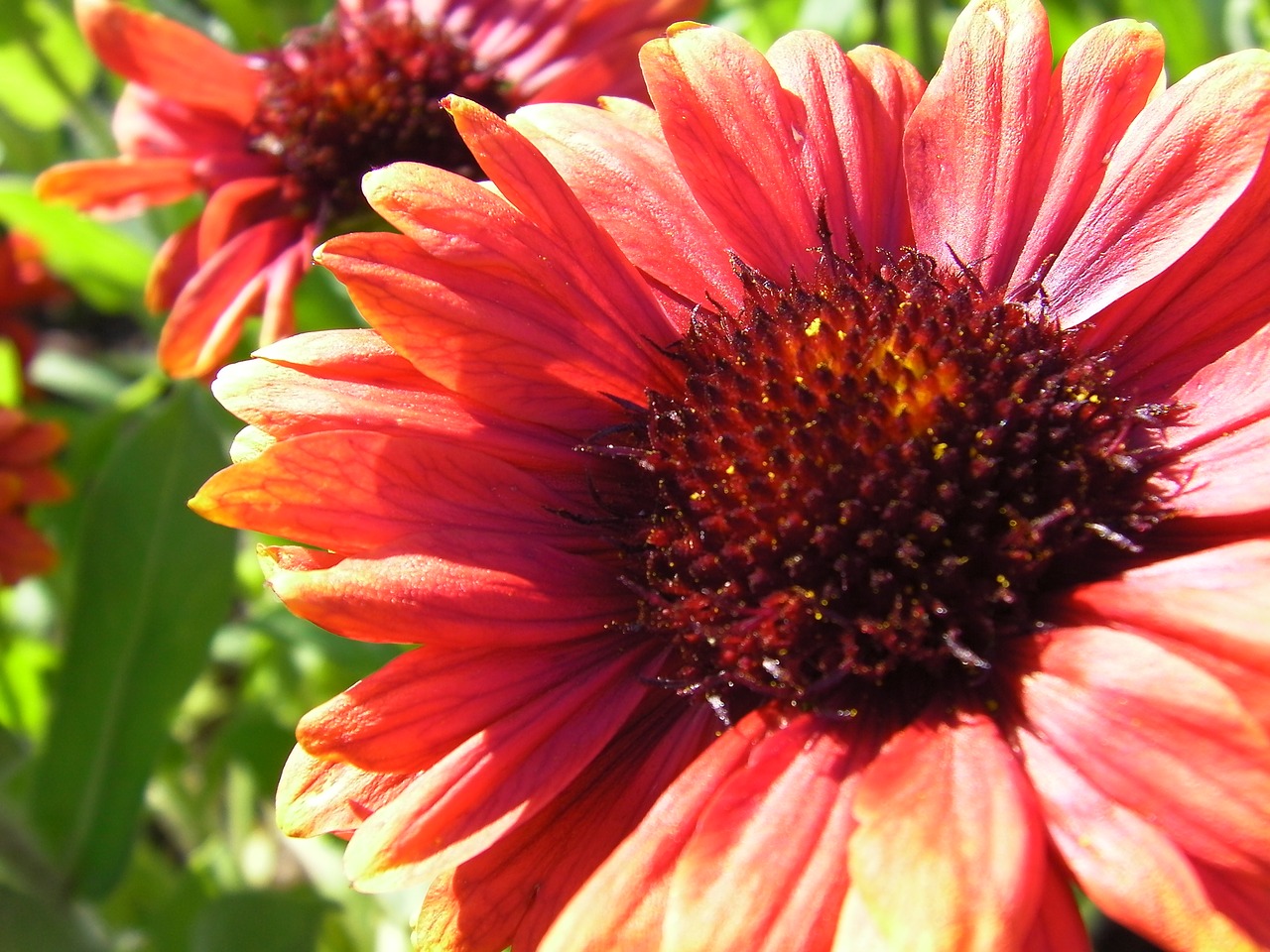 nature flowers macro free photo