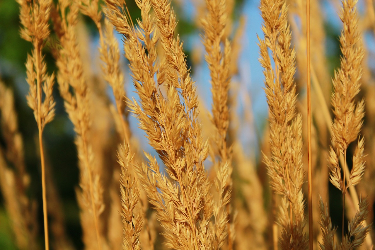 nature plant autumn free photo