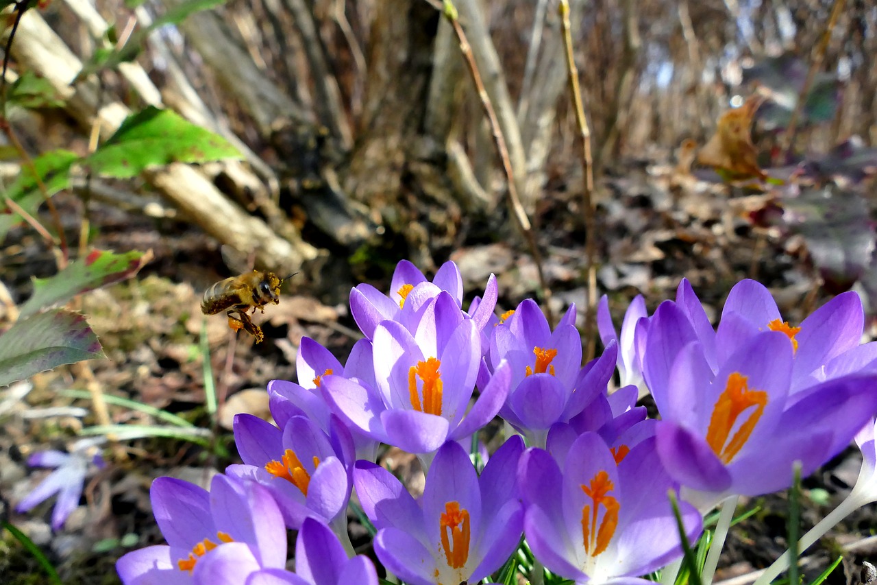 nature spring crocus free photo