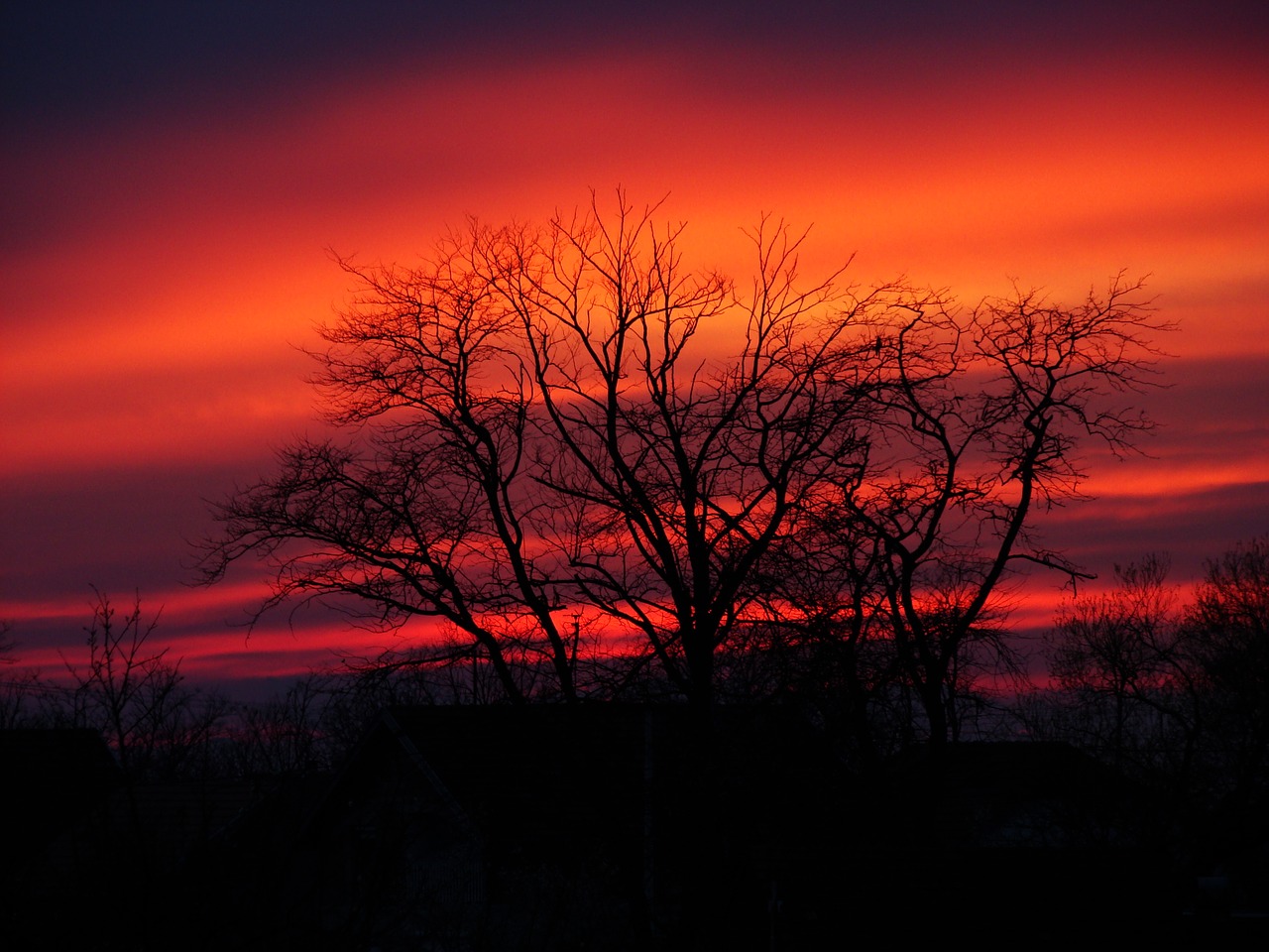 nature tree color free photo