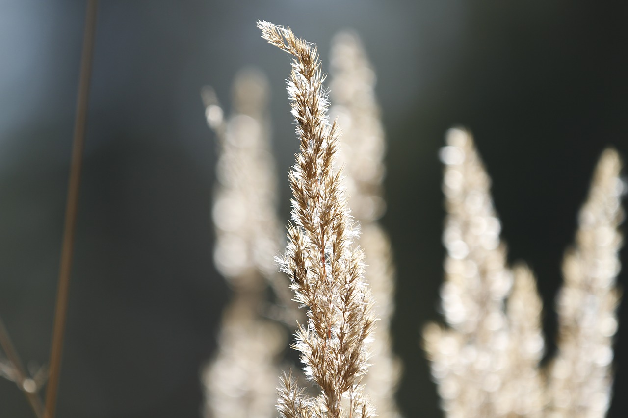 nature plants forest free photo