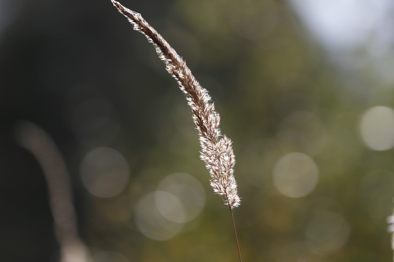 nature plants forest free photo