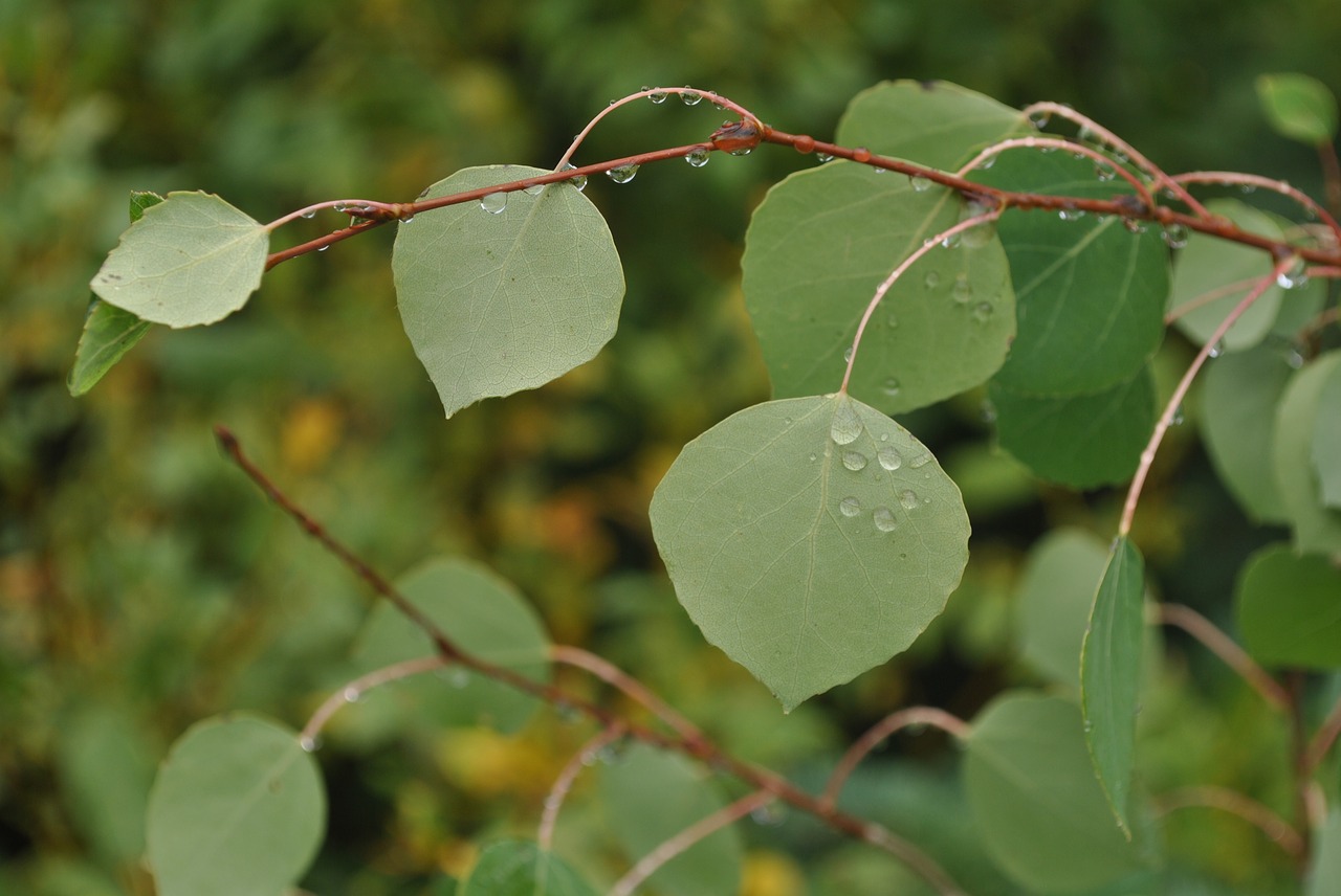 nature leaves green free photo