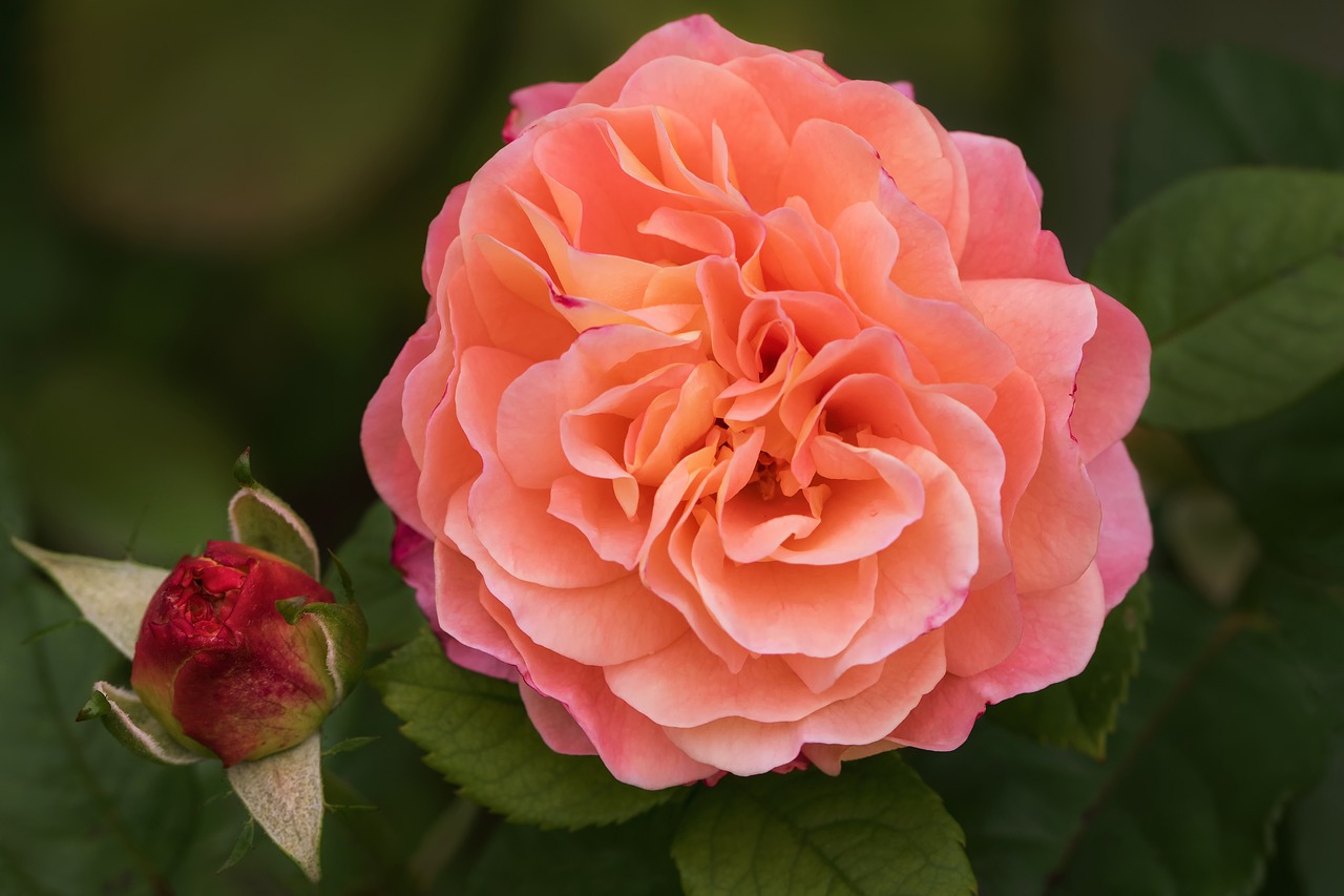 Belle Louise роза