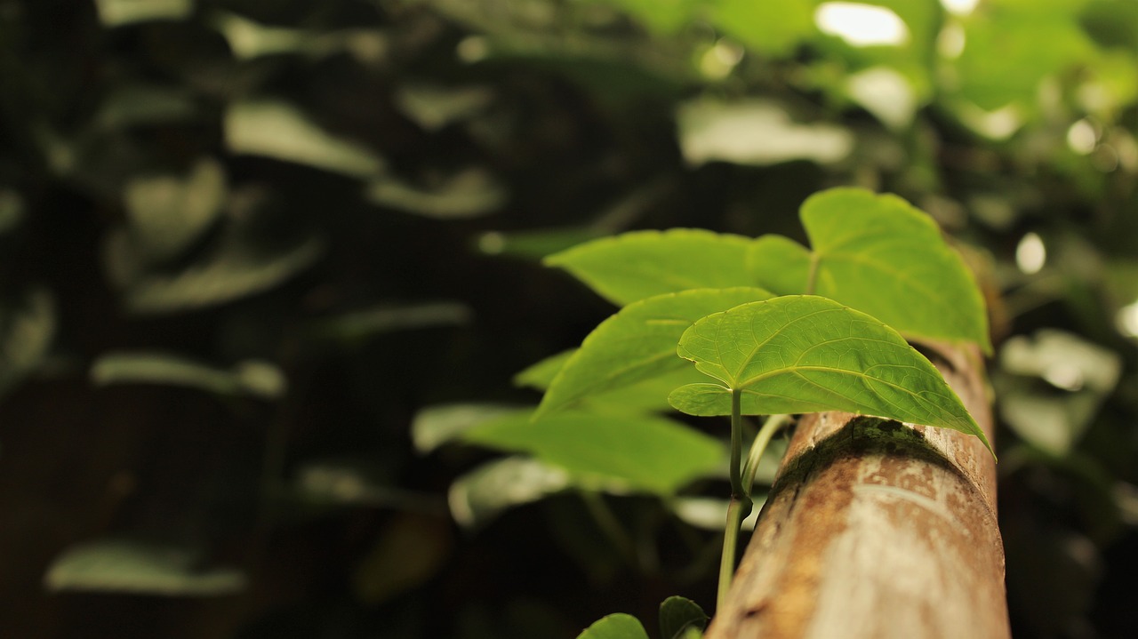 nature leaves leaf free photo