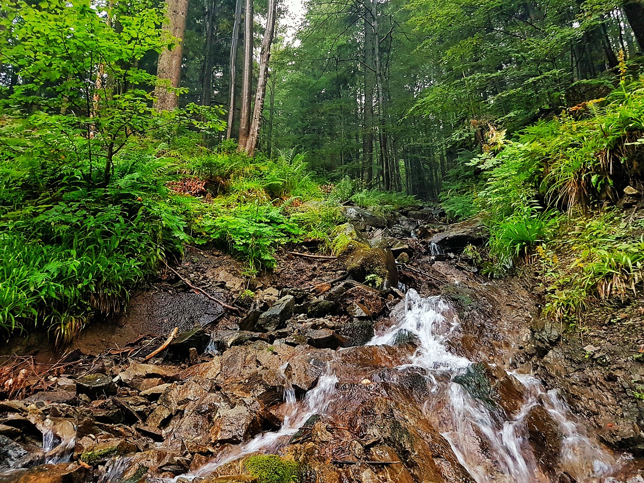 nature forest water free photo