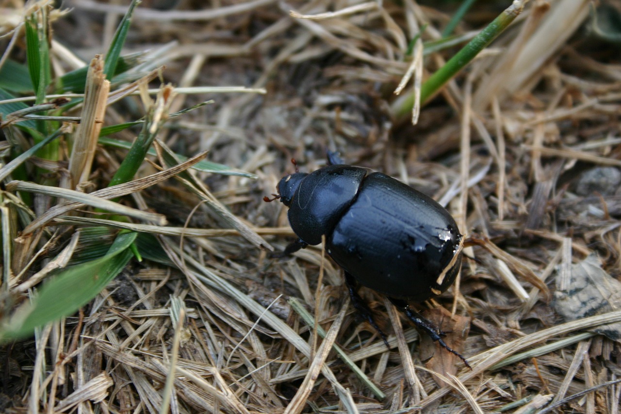 nature beetle bugs free photo