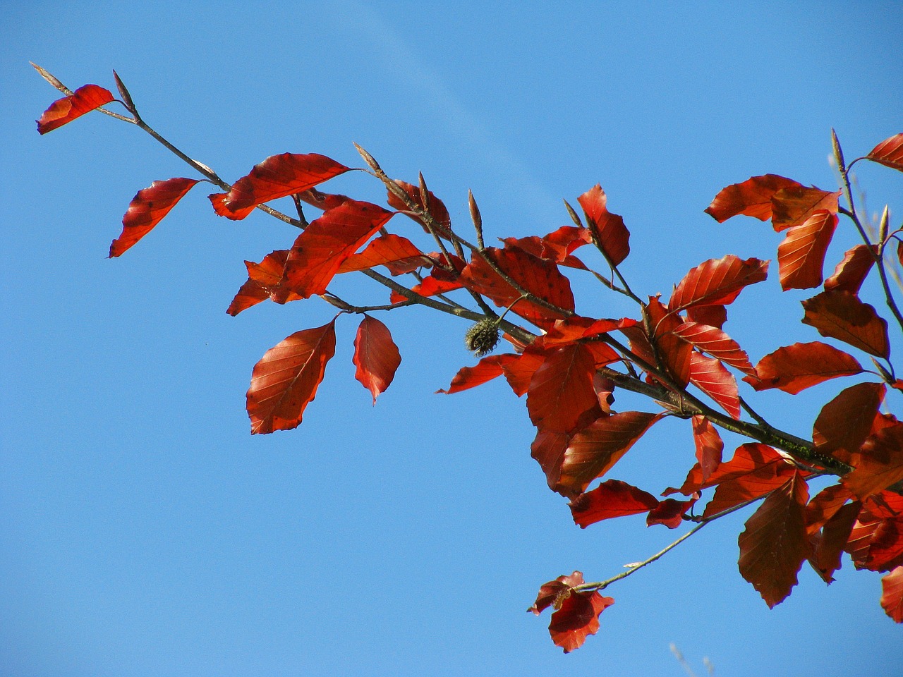 nature leaves autumn colours free photo