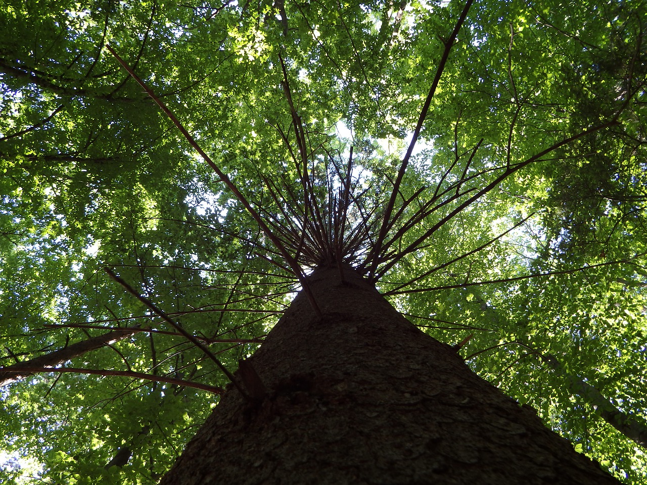 nature tree wood free photo