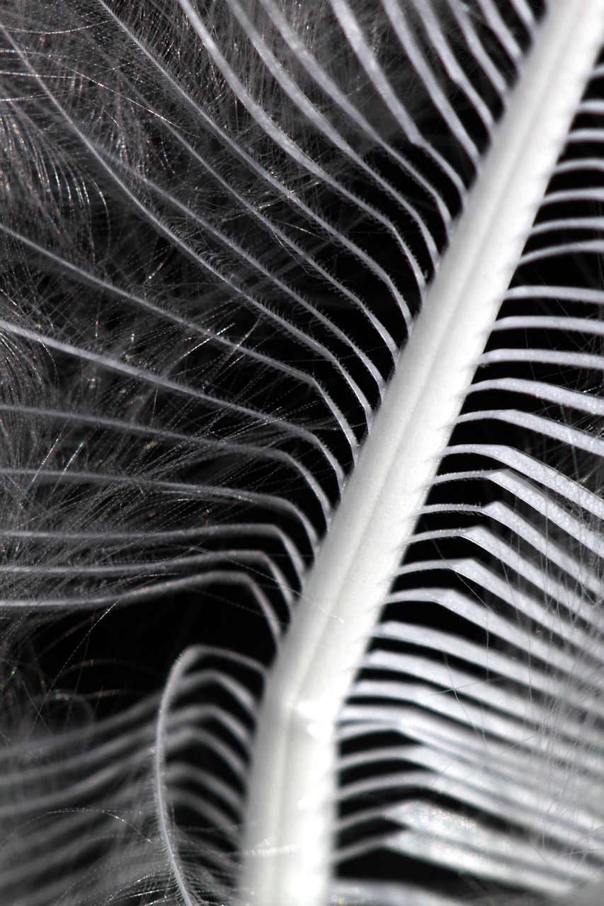 nature feather structure free photo