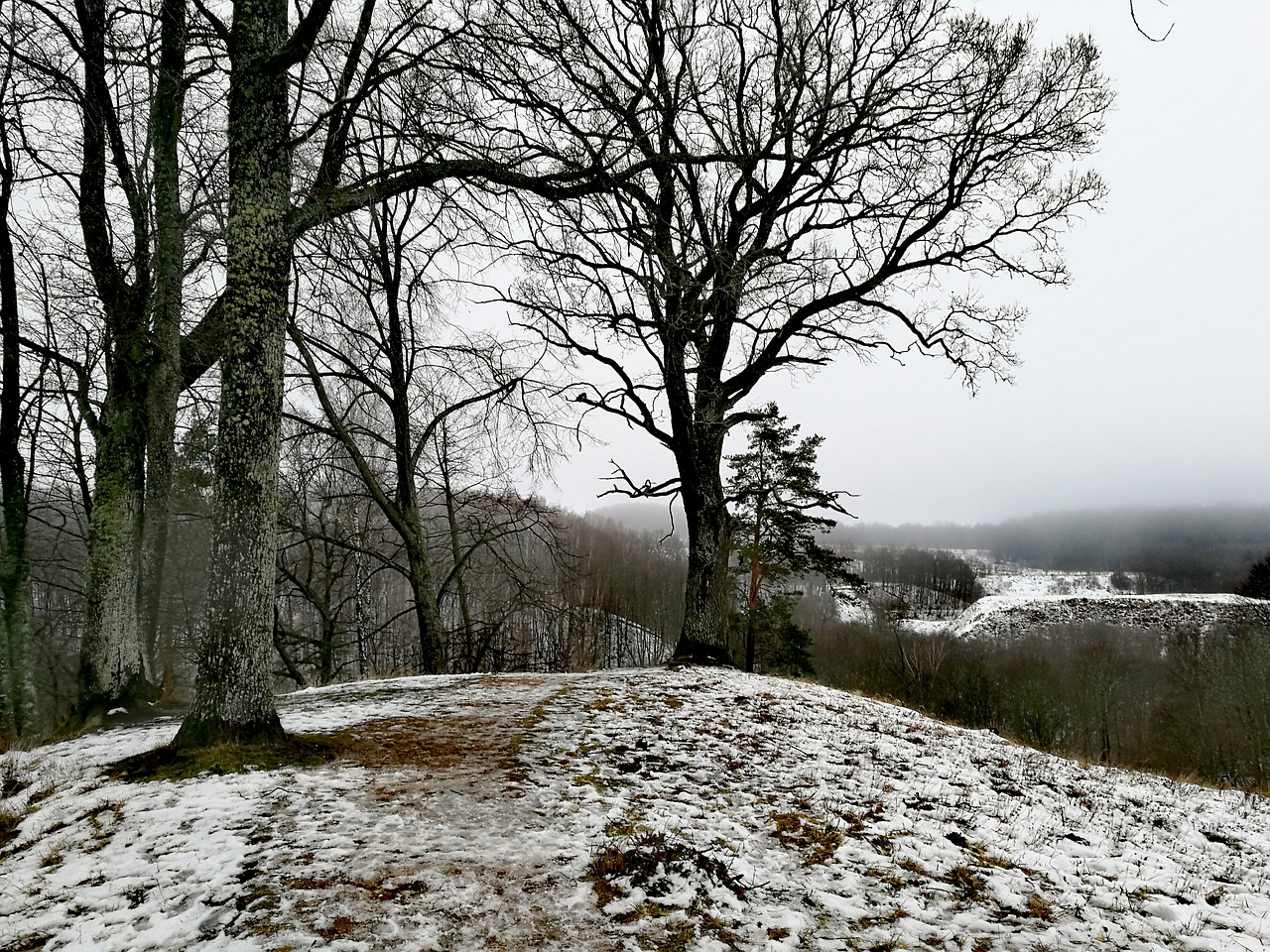 nature snow trees free photo