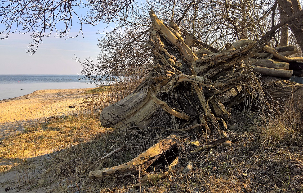 nature tree root uprooted tree trunk free photo