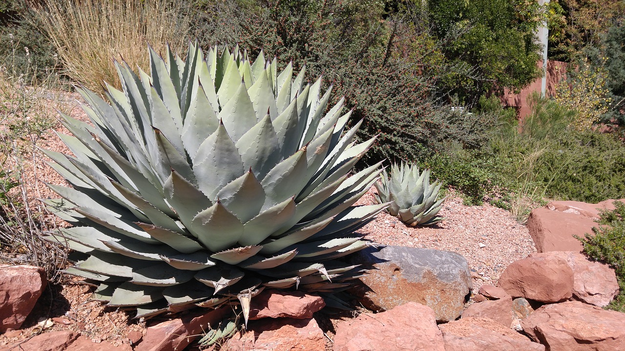 nature cactus sedona free photo