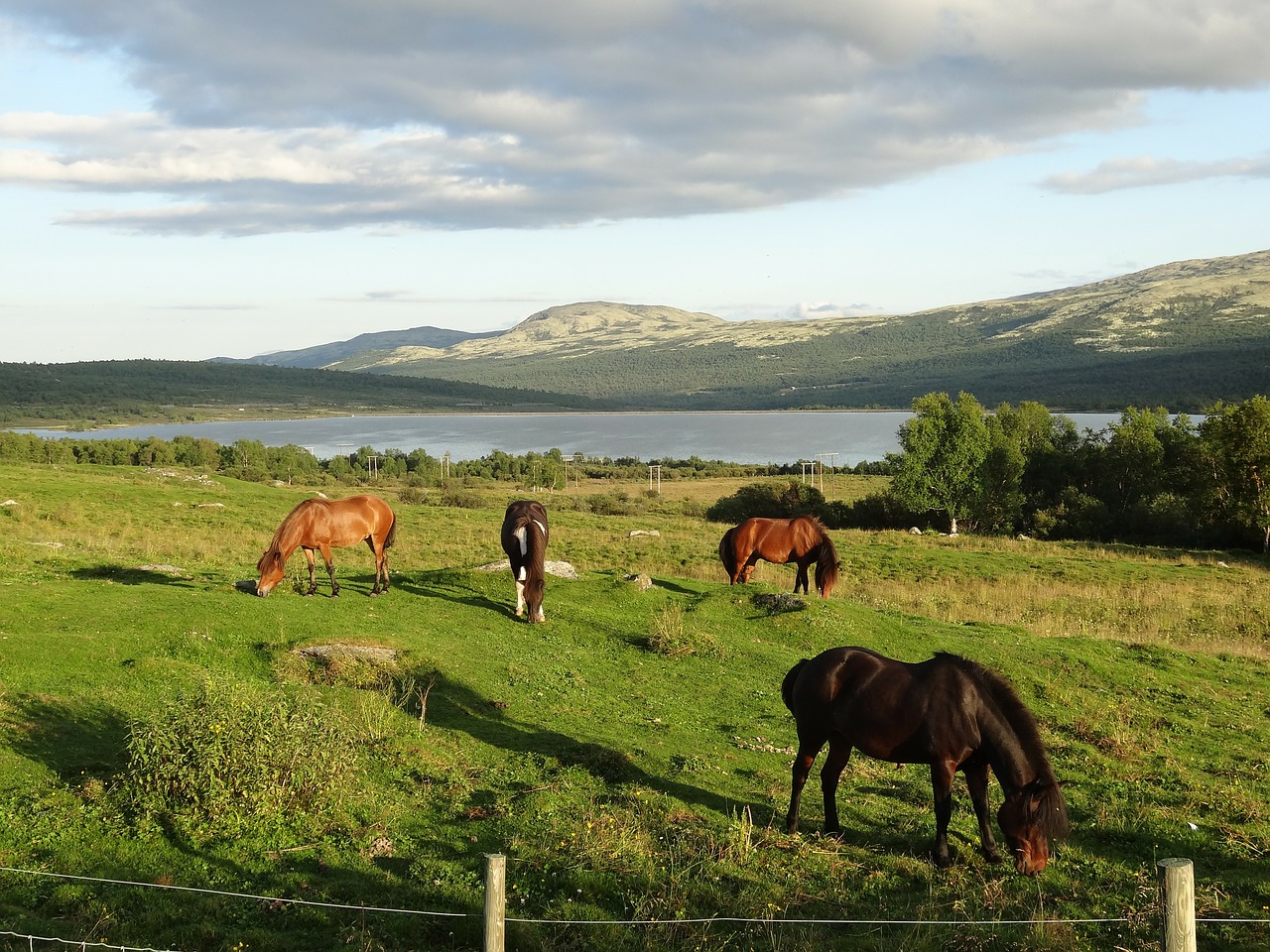 nature landscape horses free photo