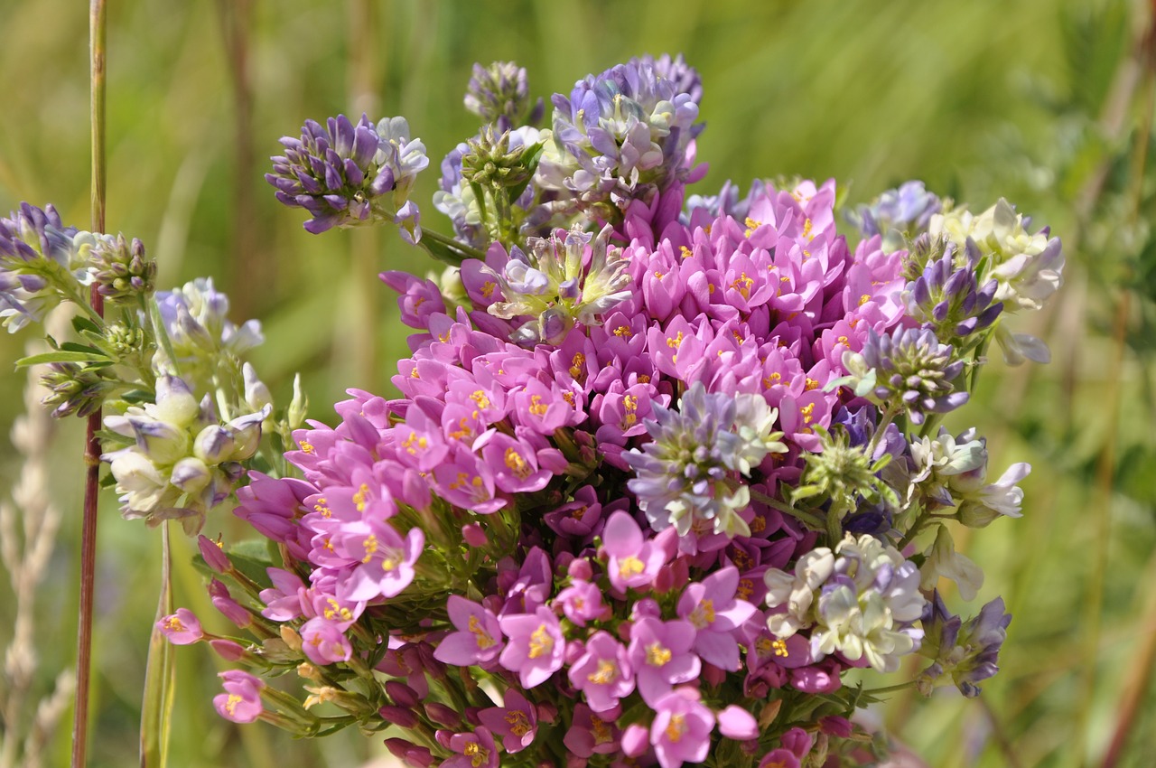 nature flowers beautiful free photo