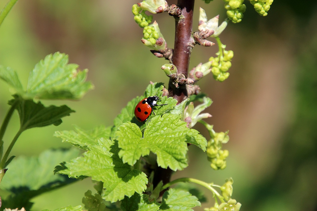 nature spring bug free photo