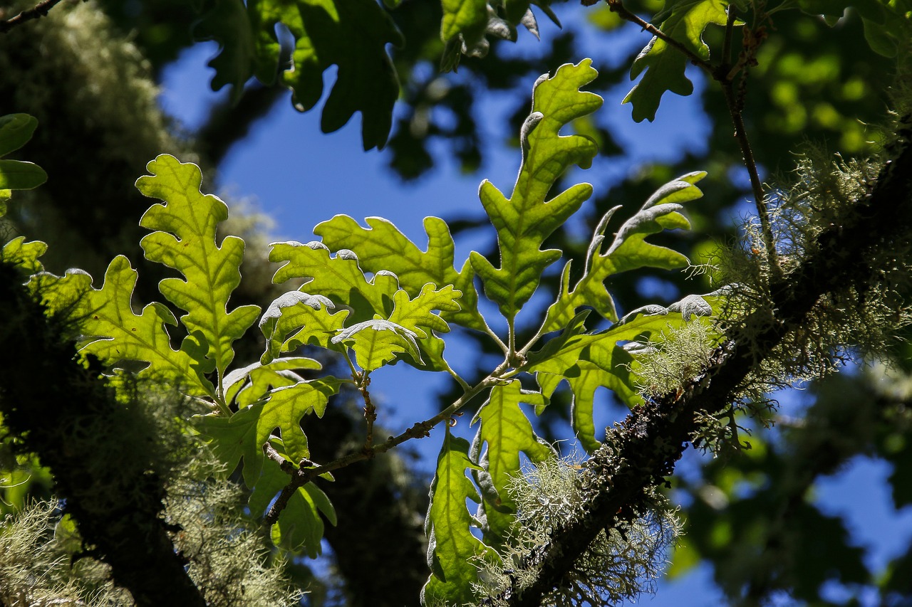 nature leaves branch free photo