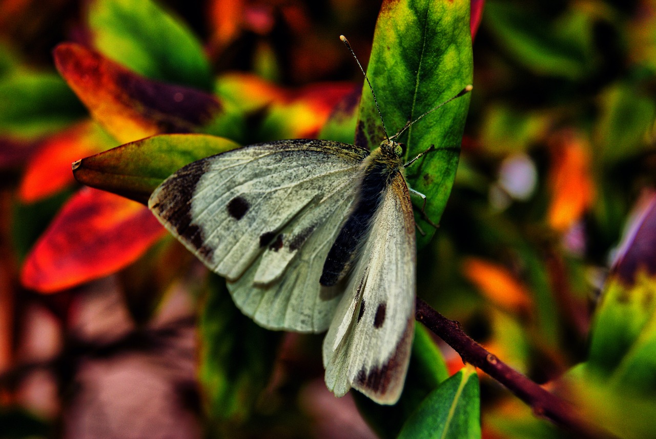 nature butterfly beauty free photo